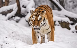 Картинка сибирский тигр, тигрица, большая кошка