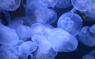Картинка медузы, прозрачный, подводный мир
