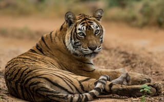 Картинка бенгальский тигр, тигр, хищник