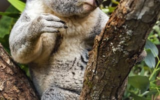 Картинка коала, дикое животное, дерево