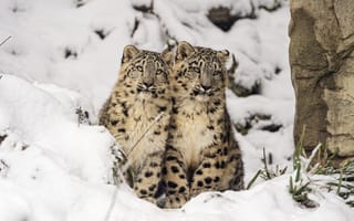Картинка снежные барсы, детеныши, котята