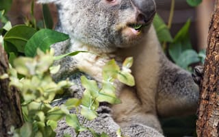 Картинка коала, дикое животное, листья