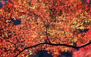 Картинка листья, осень, ветки