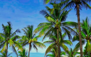 Картинка пальмы, ветки, тропики