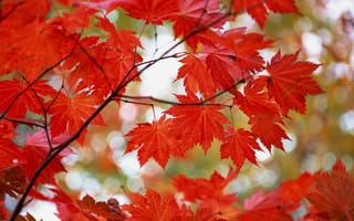 Картинка листья, красный, природа