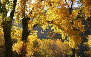 Обои осень, дерево, листья
