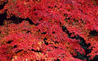 Обои деревья, листья, осень