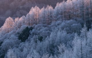 Картинка деревья, лес, мороз