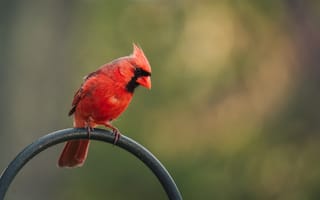 Картинка красный кардинал, птица, жердь
