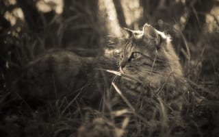 Картинка кошка, трава, прогулка