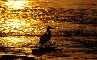 Картинка птица, вода, закат