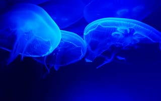 Картинка медузы, синий, щупальца