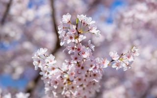 Картинка сакура, цветы, весна