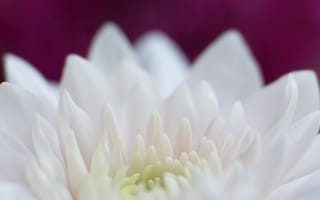 Картинка георгина, цветы, лепестки