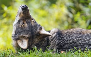 Картинка евразийский волк, волк, поза