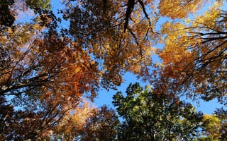 Обои деревья, осень, листья