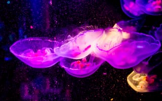 Картинка медузы, прозрачный, подводный мир
