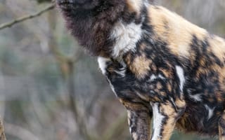 Картинка гиеновидная собака, дикое животное, хищник