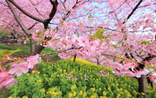 Картинка весна, цветение, дерево