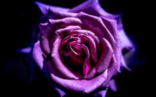 Картинка роза, цветок, фиолетовый