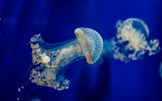 Обои медуза, подводный мир, море