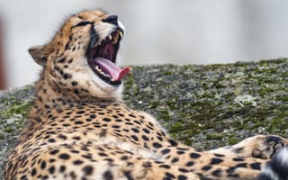 Картинка гепард, дикое животное, хищник