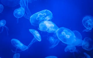 Картинка медузы, вода, синий