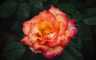 Картинка роза, цветок, мокрый