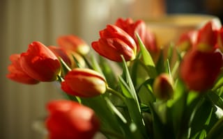 Картинка тюльпаны, цветы, весна
