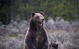Картинка медведица, детеныш, животные