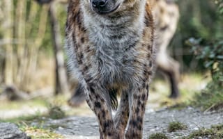 Картинка гиена, животное, хищник