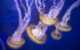 Картинка щупальца, медузы, подводный мир