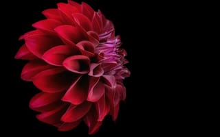 Картинка георгина, цветок, лепестки
