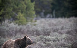 Картинка медведь, трава, деревья