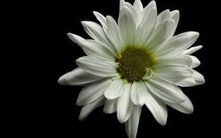 Картинка цветок, лепестки, белый