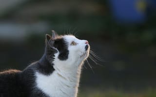 Картинка кот, морда, профиль