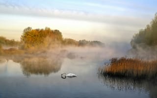 Картинка лебедь, пруд, туман