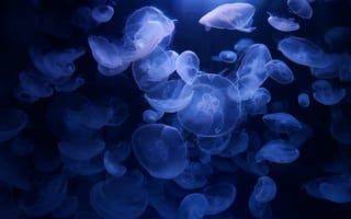 Картинка медузы, синий, подводный