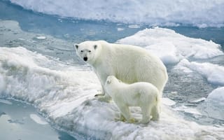 Обои белые медведи, полярные медведи, ледник