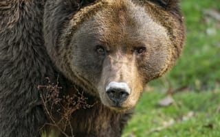 Картинка медведь, животное, голова