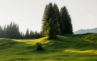 Картинка деревья, луг, трава