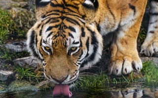 Картинка тигр, высунутый язык, хищник