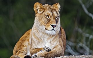 Картинка львица, большая кошка, дикий