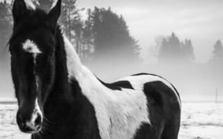 Картинка американский пейнтхорс, лошадь, черно-белый