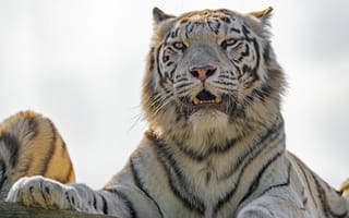 Картинка белая тигрица, белый тигр, тигр