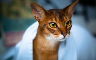Картинка абиссинская кошка, морда, взгляд