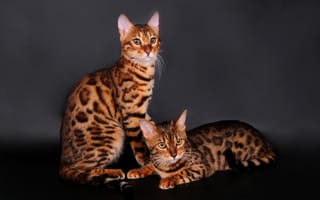Картинка бенгальская кошка, кот, пара