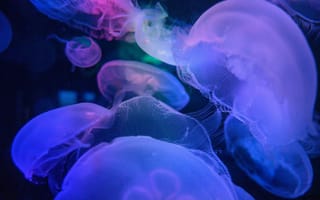 Картинка медузы, подводный мир, синий