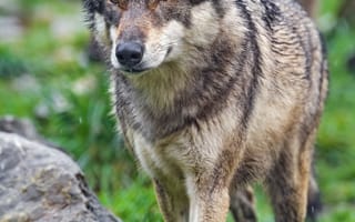 Картинка волк, дикая природа, хищник