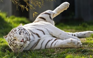 Картинка белый тигр, тигр, полосатый